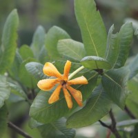 Gardenia fosbergii Tirveng.